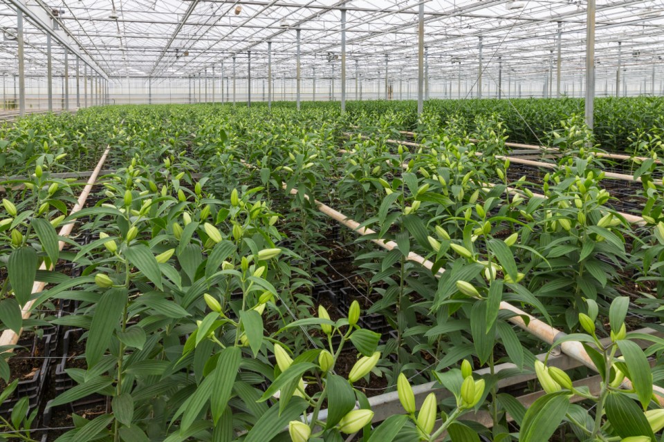 Verzekering productieverlies teelt onder glas Verzekering productieverlies teelt onder glas