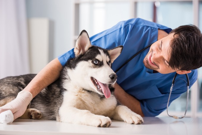 hond verzekeren verzekering hond verzekeren verzekering