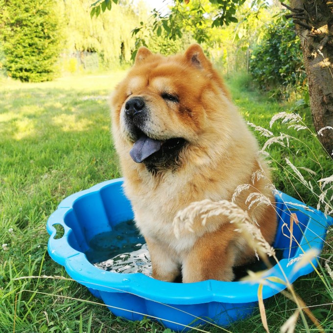 Winnaar wedstrijd #kbchond hond verzekeren verzekering