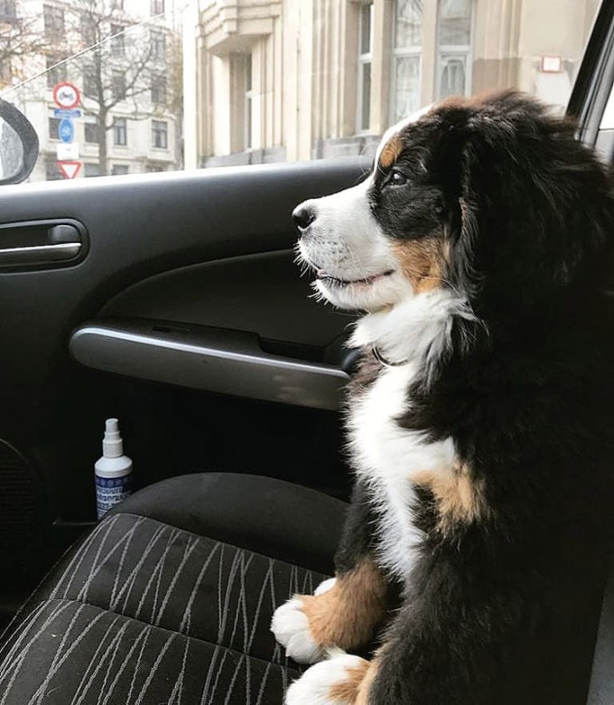 Winnaar wedstrijd #kbchond hond verzekeren verzekering